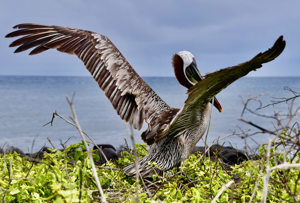 Galapagos Brown Pelican stretching its wings on Punta Suarez Espanola island.