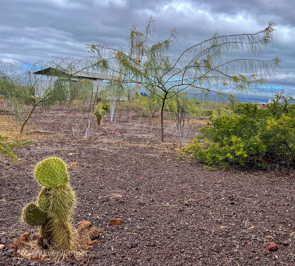 Baltra Island in the Galapagos - a dry desert habitat