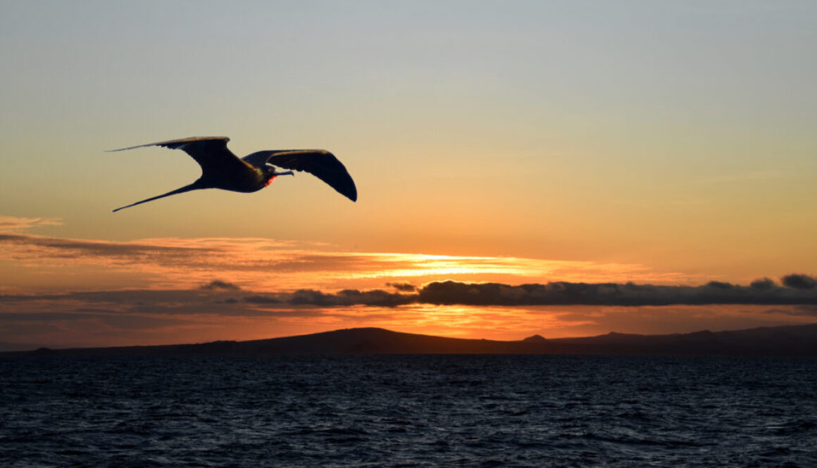 Frigate over Galapagos Sunset