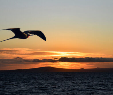 Frigate over Galapagos Sunset