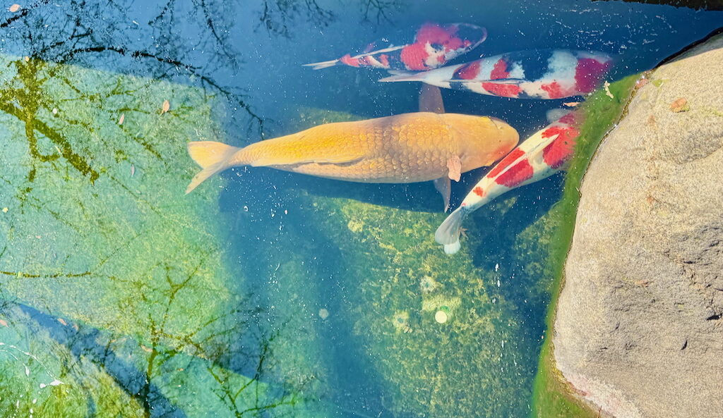 Colorful koi fish in the pond at Atago Jinja in Tokyo