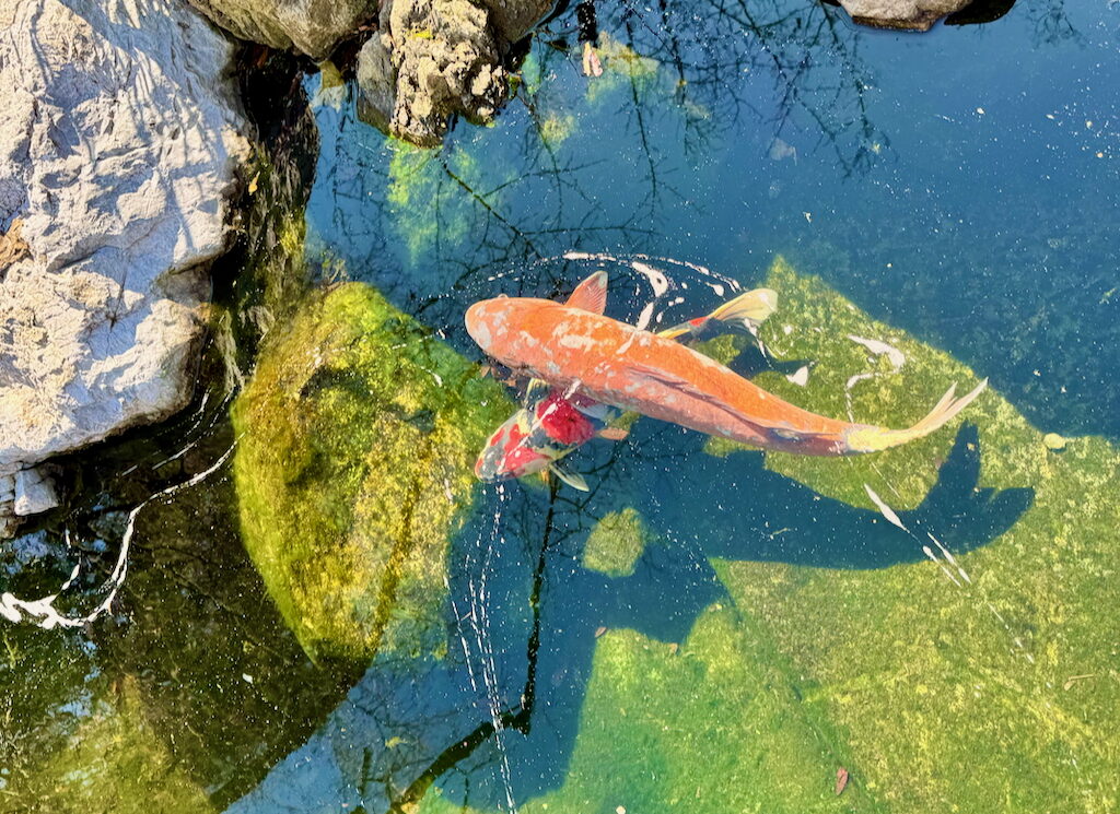 Colorful koi fish in the pond in Atago Jinja in Tokyo