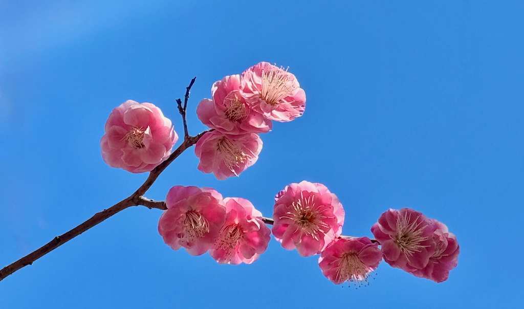 Plum blossoms at Atago Jinja, Tokyo