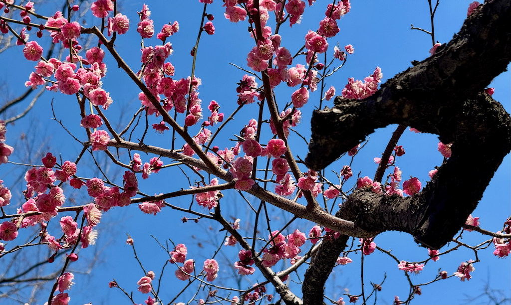 Plum blossoms at Atago Jinja, Tokyo