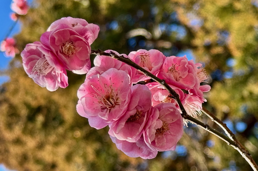 Plum blossoms at Atago Jinja, Tokyo