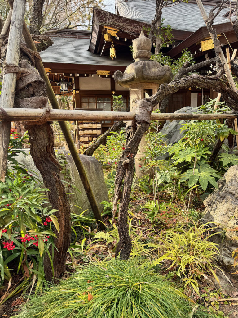 The famous shogun-ume or plum tree brought by the brave samurai at Atago Jinga in Tokyo