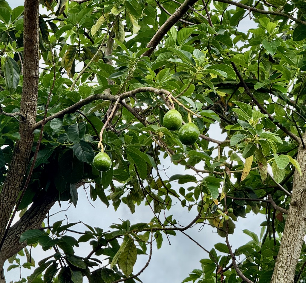 Avocado plant with unripe fruit in Jamaican mountain forest.