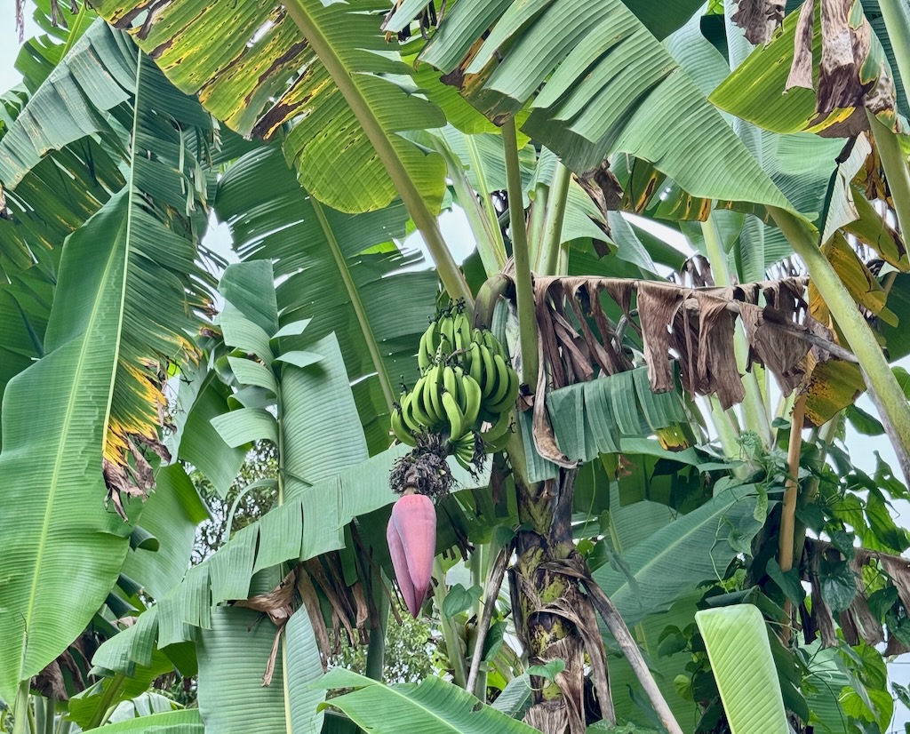 Young banana fruit