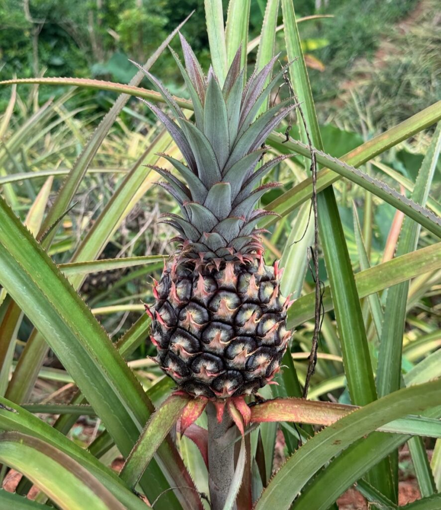 A beautiful pineapple