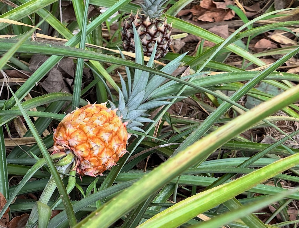 A fully ripe pineapple is a pretty orange and very inviting in Jamaica's pineapple farm