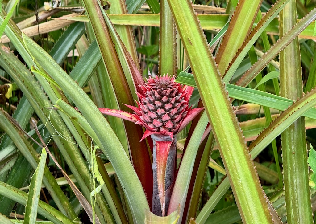 A baby pineapple is bright red and very attractive, on a pineapple farm in Jamaica