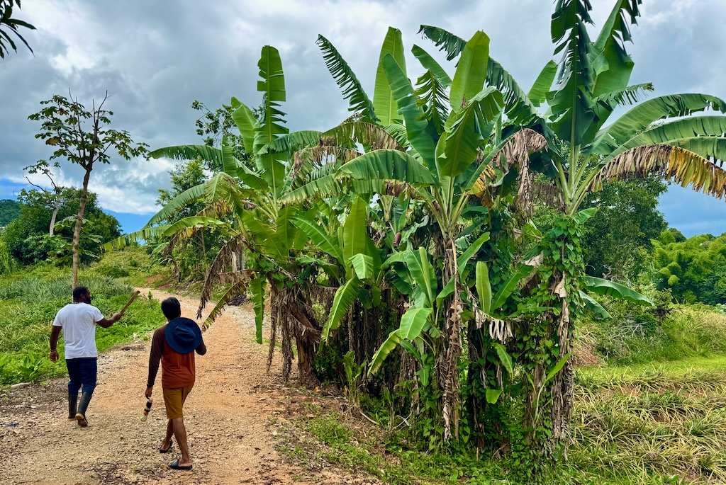 Banana plants in Jamaica's pineapple farm