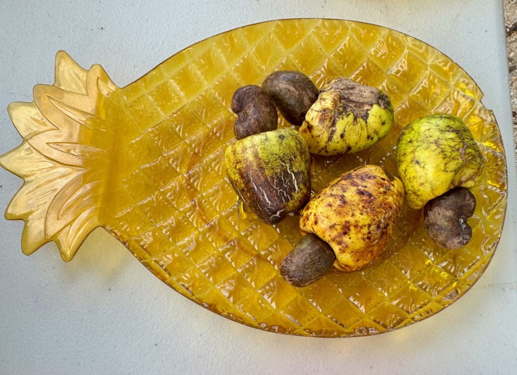 Cashew nut with the soft fruit attached