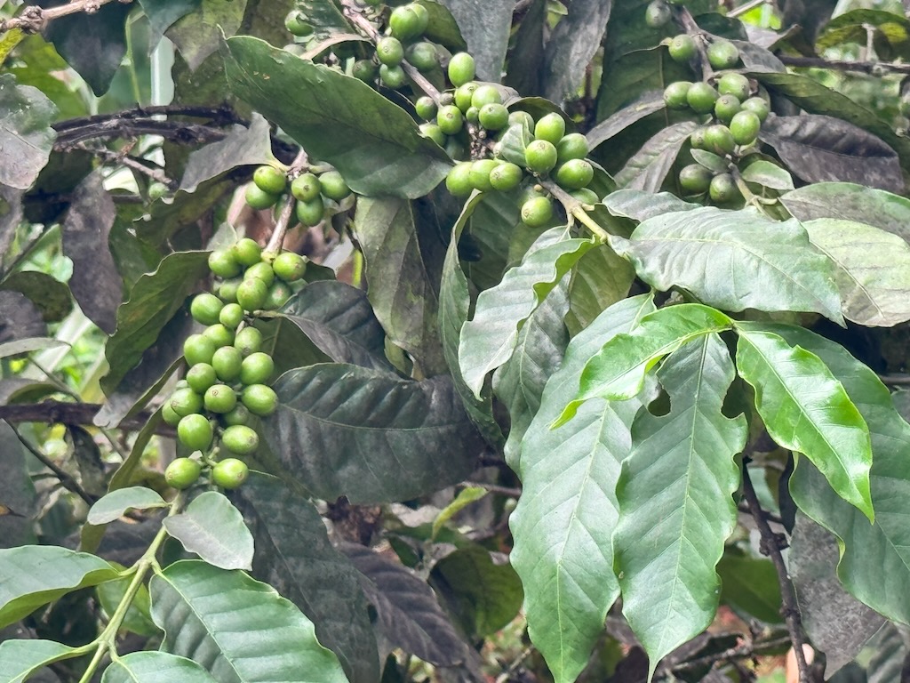 Coffee bean