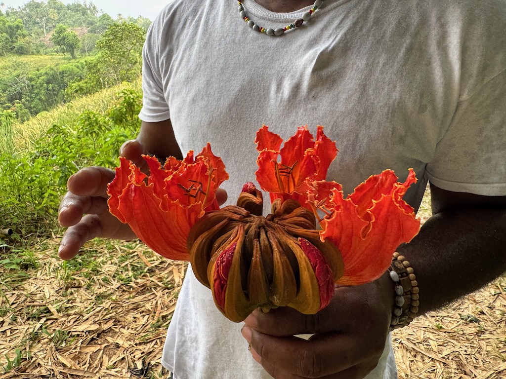 Donkey Peepee, a magical flower with many healing properties. Popularly used as eye drop and infection treatment.