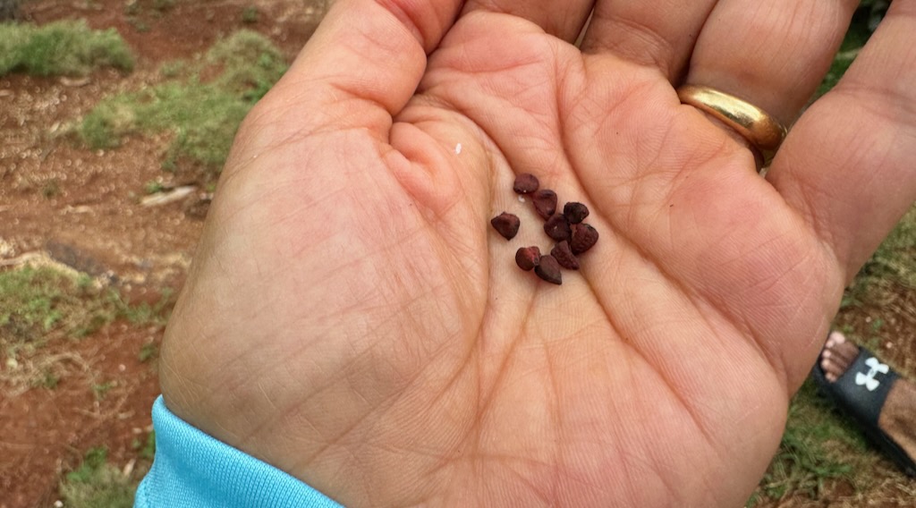Mature beans from the pod are used as red food coloring in Jamaica