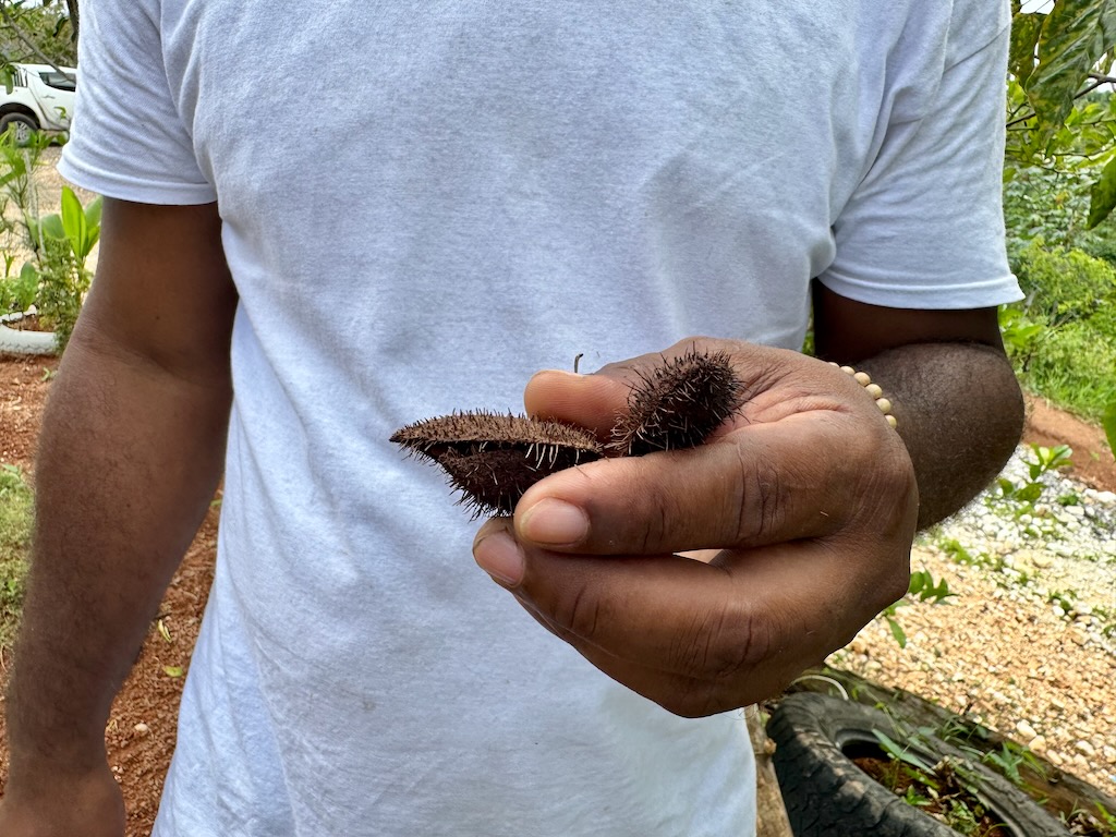 Young pods of these Jamaican plants are used as lipstick