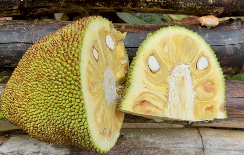 Inside a fully ripe jackfruit