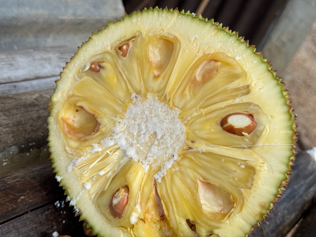 Jackfruit in Jamaica