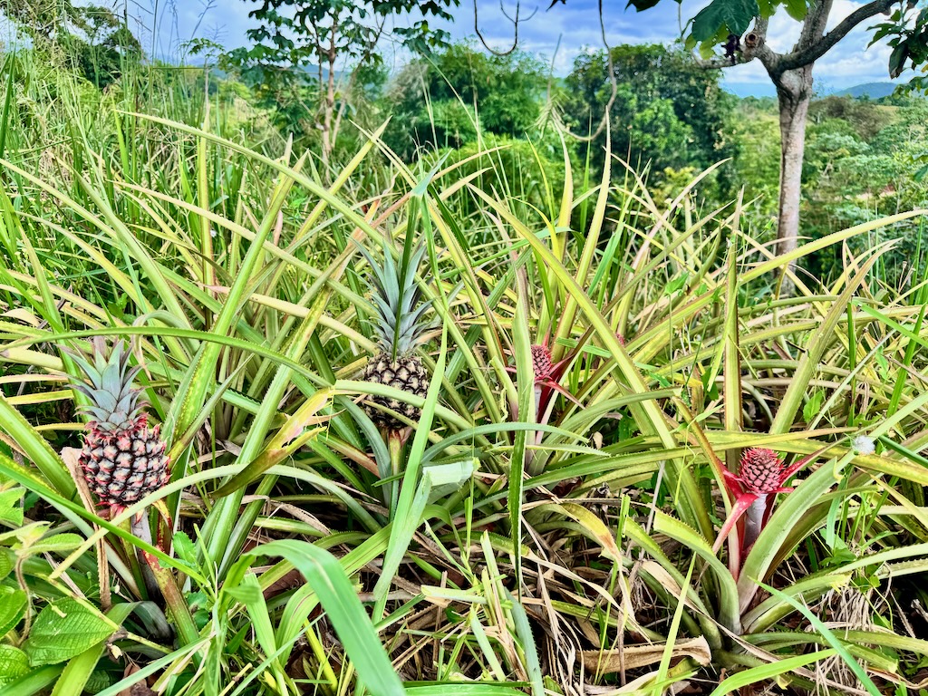 Pinapples at various stages of ripening.
