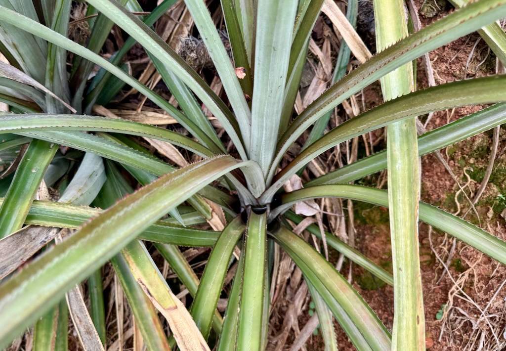 Innovative Pineapple leaf and plant design