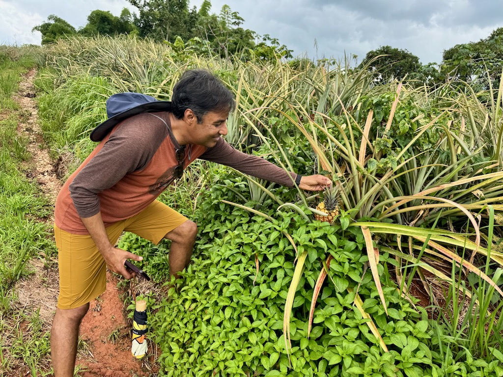 Pineapple farm