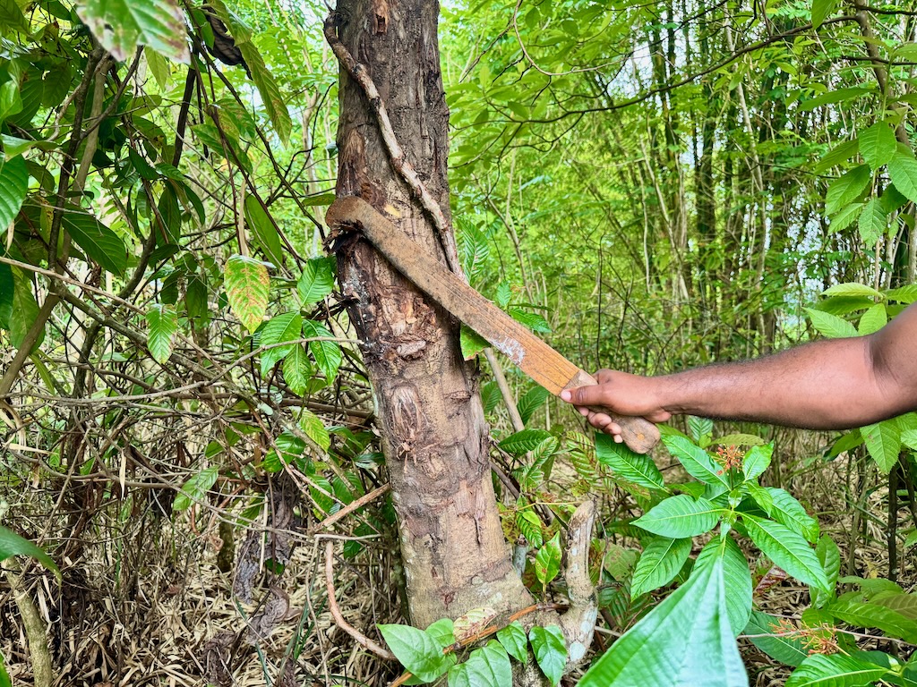 Jamaican tree whose bark is used as rope