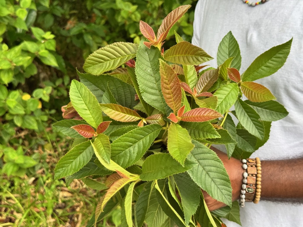 Leaves that work like soap and moisturizer