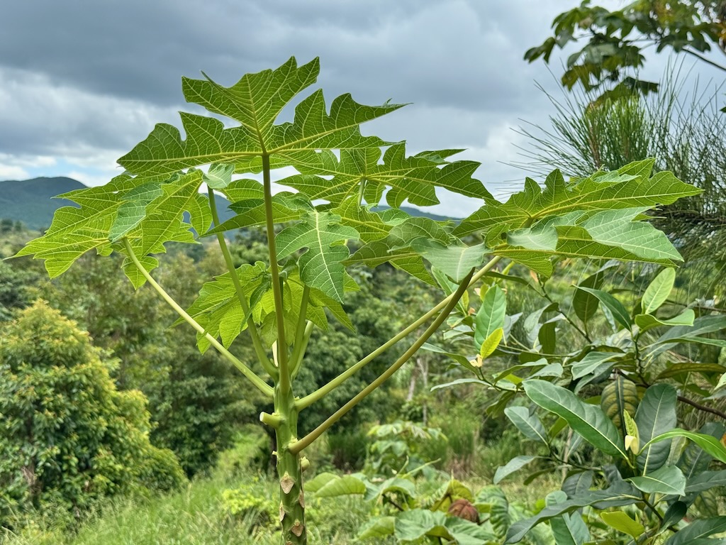 Papaya leaf stems used as drinking straw in Jamaican jungle