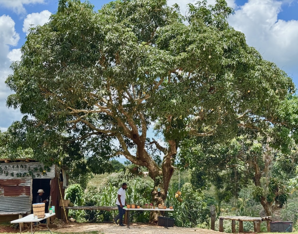 Jamaican mango tree