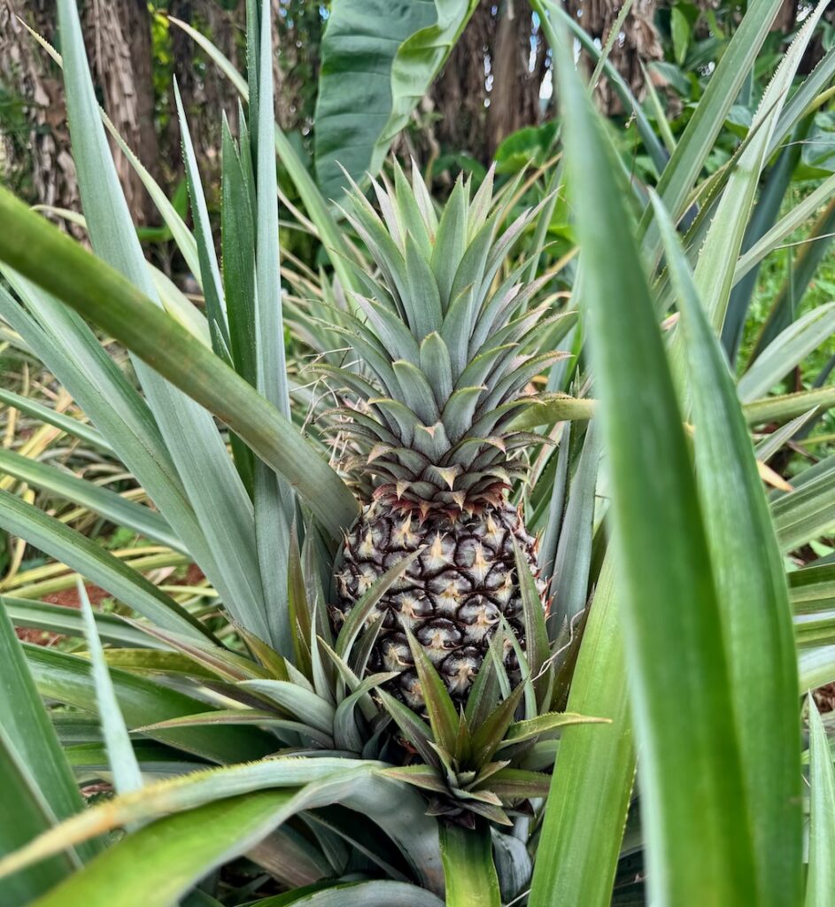 Pineapple plant with baby 2-3 suckers at the base in Jamaica