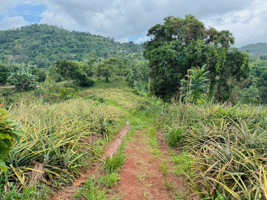Pineapple farm in Jamaica