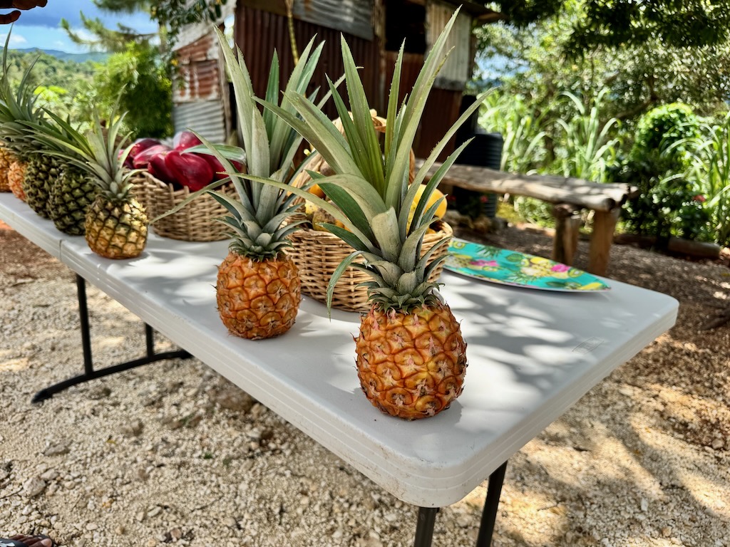 A few varieties of Jamaican pineapples