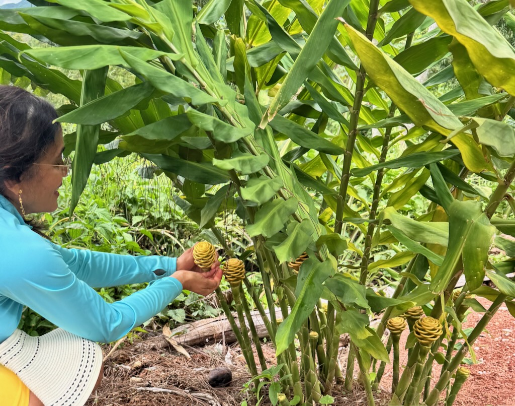 Pouring cologne from the young flower on a Jamaican farm