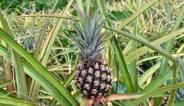 Pineapple farm in Jamaica