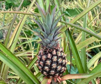 Pineapple farm in Jamaica