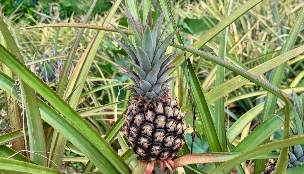 Jamaican Pineapple IMG_0931 1165x665 Pineapple farm in Jamaica