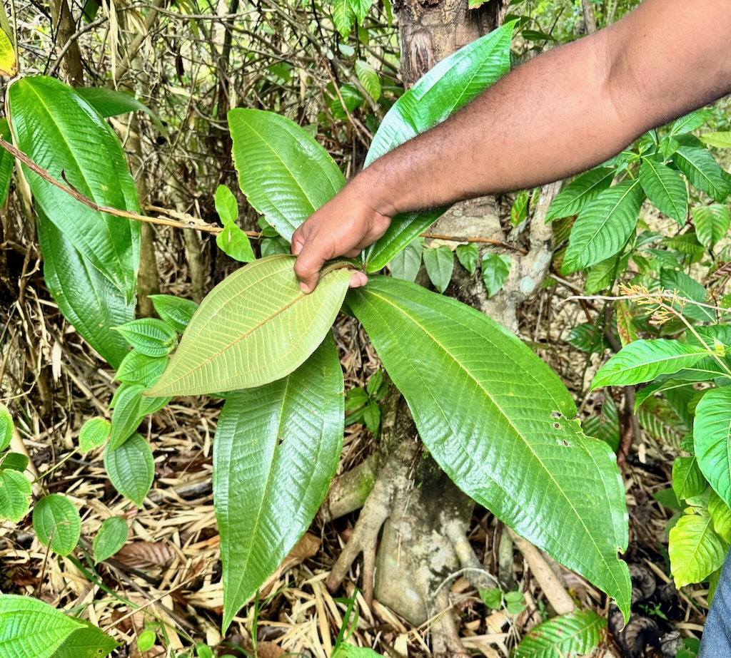 Jamaican weather warning system - leaves flip over when tornadoes or big weather system is coming in