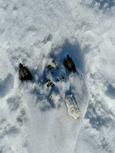 Remains of a prematurely dead emperor penguin chick