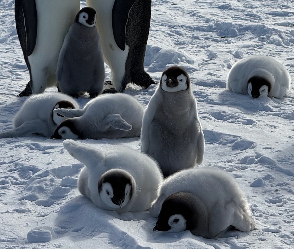 Cute Emperor penguin chicks. 1 in 10 eggs will make it past 1 year.