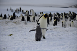 Emperor penguin chick at play on Snow Hill Antarctica