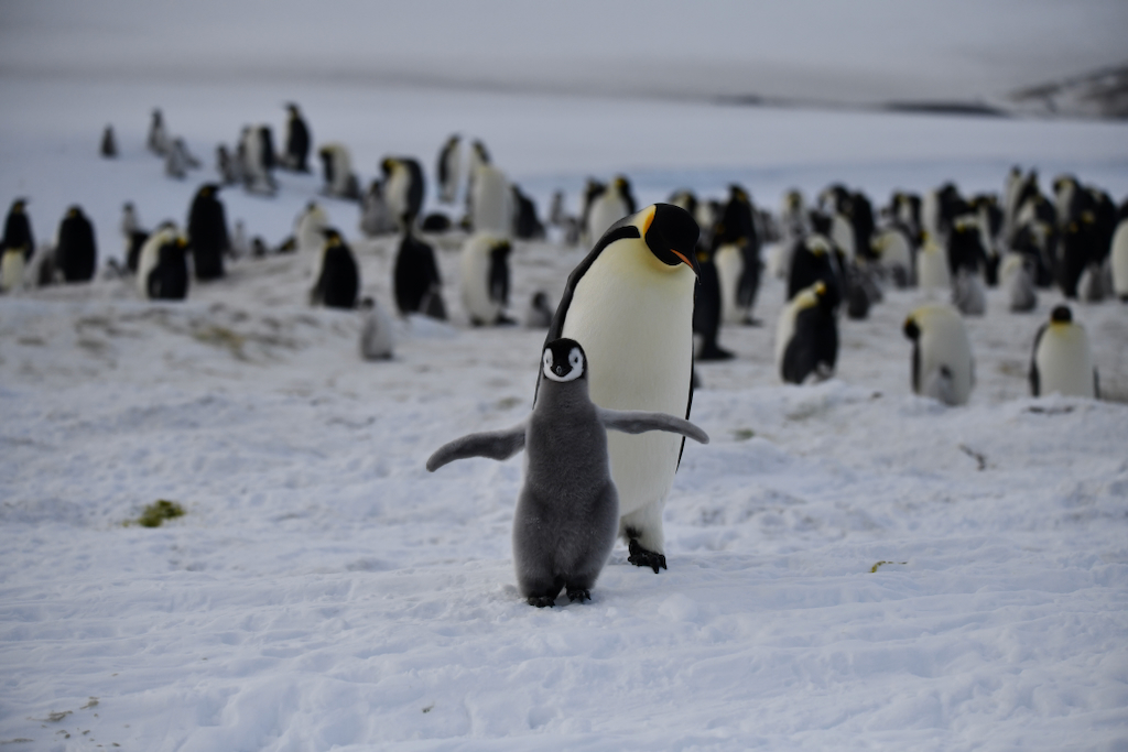 Emperor penguin chick at play in Snow Hill Antarctica