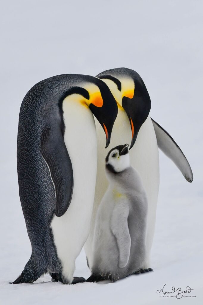 Emperor penguin family