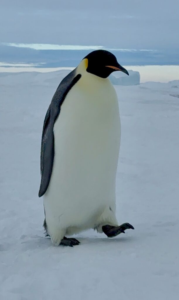 An adult Emperor Penguin on Snow Hill island Antarctica