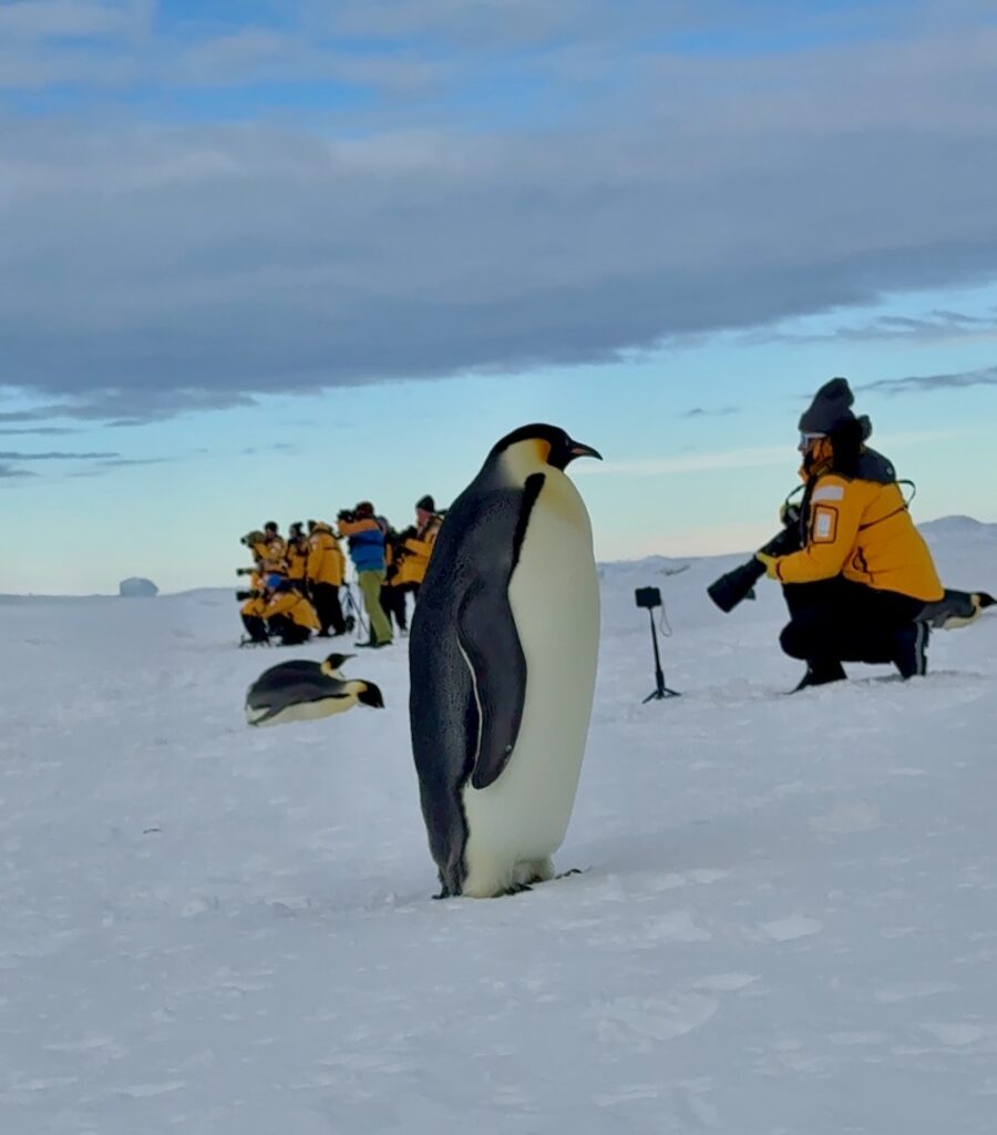 A curious emperor penguin observing Nina as she scans the colony