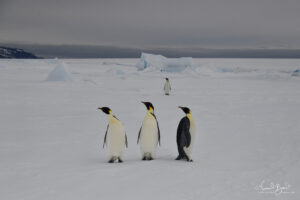 Emperor penguins inspecting humans check out helicopters as we arrive on Snow Hill Island, Antartica