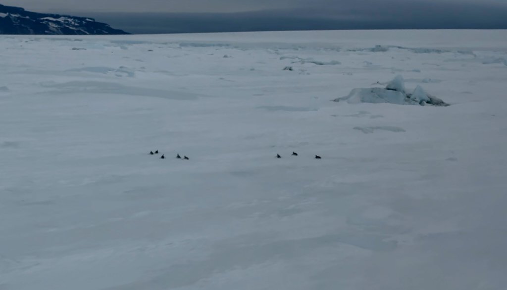 Emperor penguins on Snow hill island Antarctics as seen from helicopter