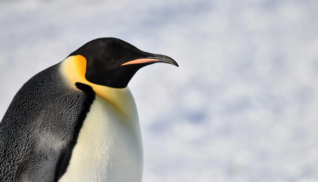 Emperor penguin in Snow hill island, Antarctica