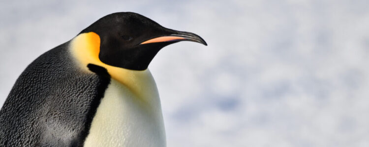 Emperor penguin in Snow hill island, Antarctica