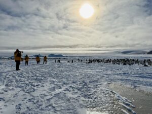 Visiting Emperor penguins on Snow Hill Island, Antarctica, where the sun shines for 20+ hours a day in November